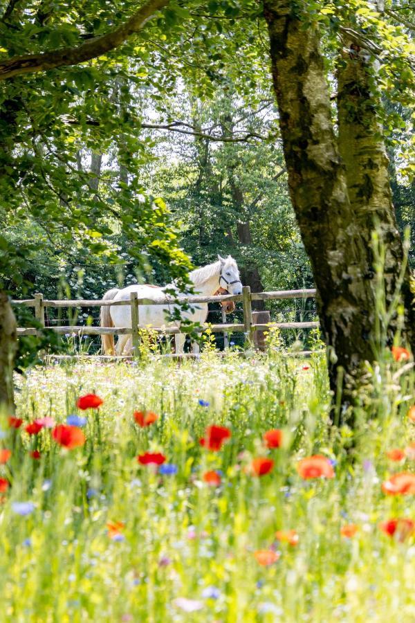 Equilodge 'T Blommeke - Reconnect With Nature Brugge Eksteriør billede